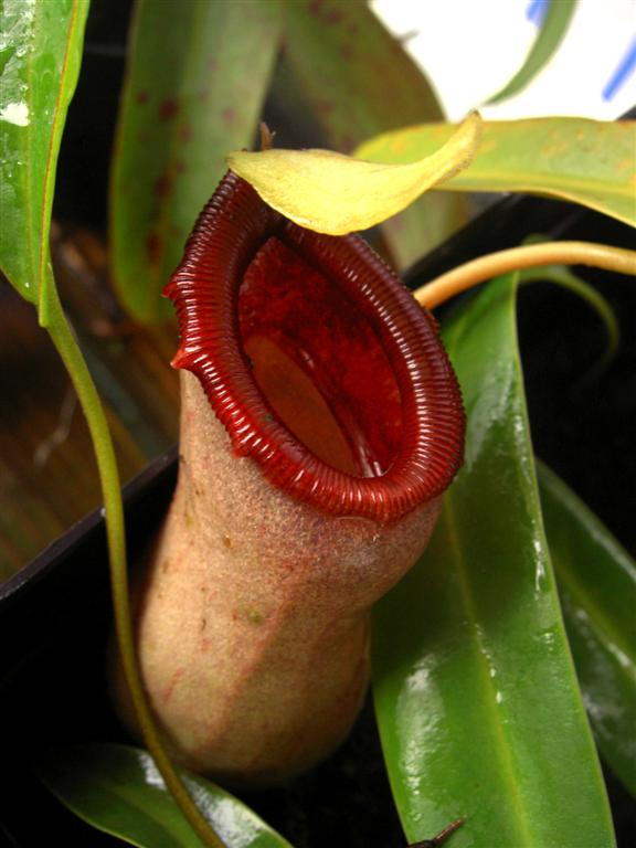 Nepenthes ventricosa